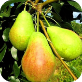 Груша "Аллегро" Груша "Аллегро"